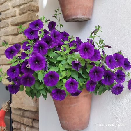 El Patio De Regina Daire Cordoba Dış mekan fotoğraf