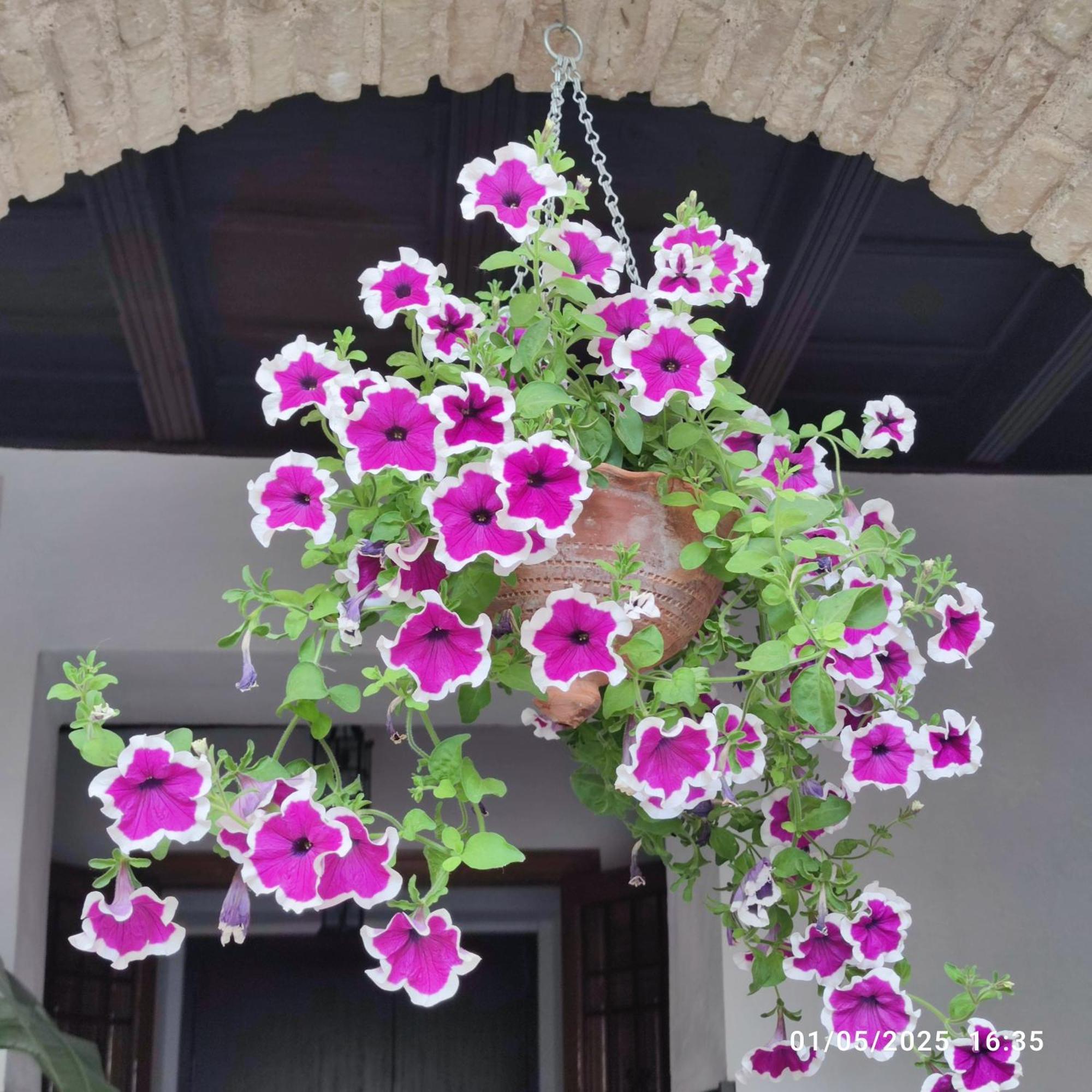 El Patio De Regina Daire Cordoba Dış mekan fotoğraf