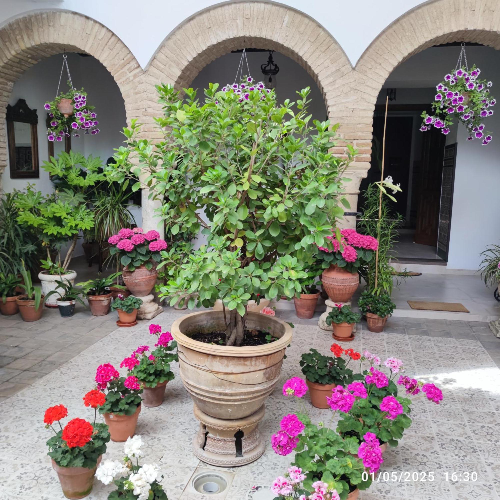 El Patio De Regina Daire Cordoba Dış mekan fotoğraf